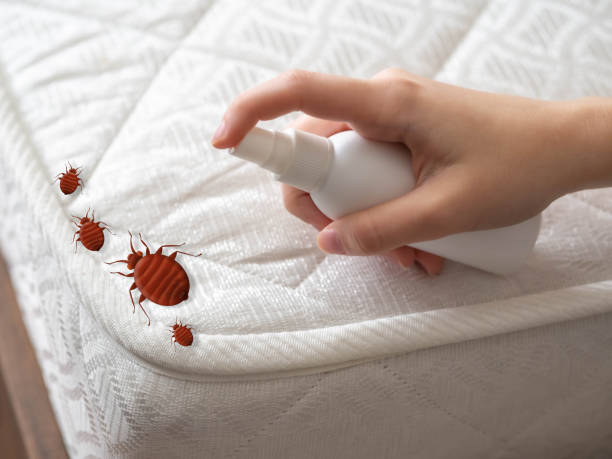 Professional Pest Control in Bloomfield, NM